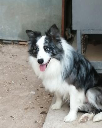 Border collie maschio
