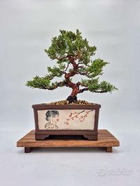 Bonsai ginepro di Kishu in vaso disegnato a mano