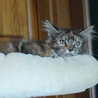 Maine coon