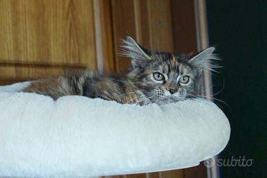 Maine coon