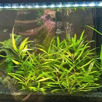 Talee di Hygrophila polysperma – Pianta d’acquario