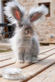 Coniglietto Angora