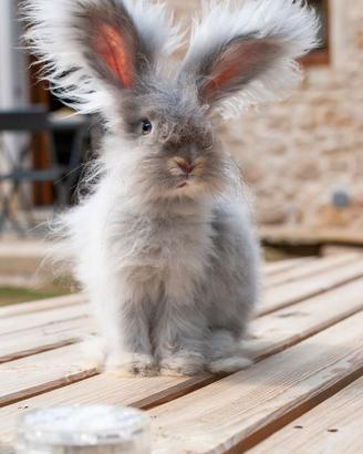 Coniglietto Angora