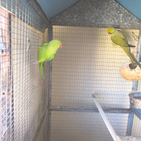 Parrochetti dal collare