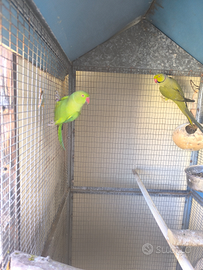 Parrochetti dal collare