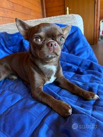 Compagna per il mio chihuahua