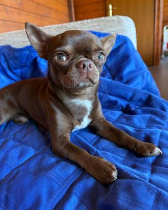 Compagna per il mio chihuahua