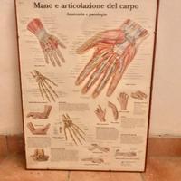 Quadro medico arredo