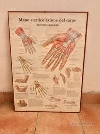 Quadro medico arredo