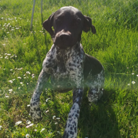 Bracco Pointer da Tartufi
