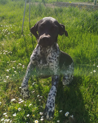 Bracco Pointer da Tartufi
