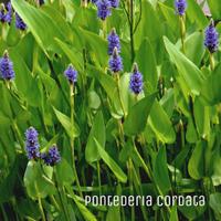 Piante acquatiche per laghetto