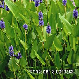 Piante acquatiche per laghetto