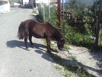 Pony femmina