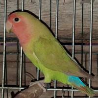 Inseparabile maggiorato