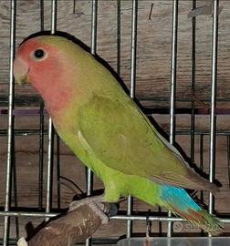 Inseparabile maggiorato