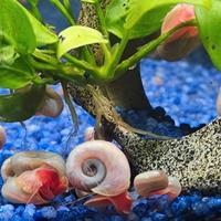 Lumaca planorbarius corneus pino acqua dolce