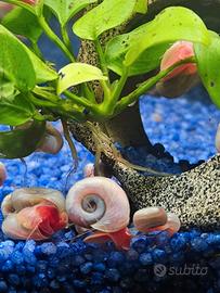 Lumaca planorbarius corneus pino acqua dolce