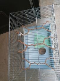 gabbia per pappagalli 