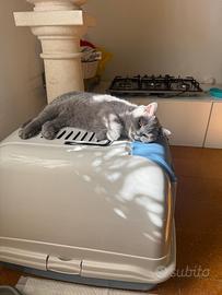 Cucciola British shorthair