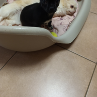 Chihuahua maschio con pedigree