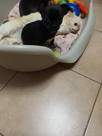 Chihuahua maschio con pedigree