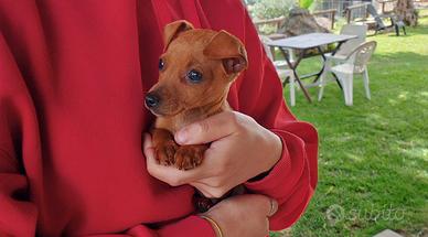 Cuccioli di Pinscher