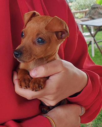 Cuccioli di Pinscher