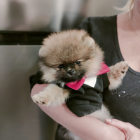 Spitz di Pomerania nano