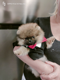 Spitz di Pomerania nano