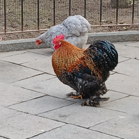 Galline COCINCINA