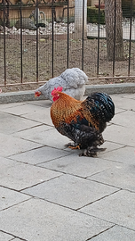 Galline COCINCINA