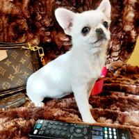 Chihuahua bianco femmina