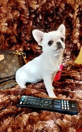 Chihuahua bianco femmina