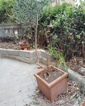 pianta in vaso