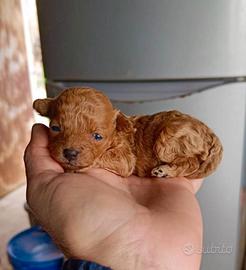 Cuccioli di Barboncino TOY