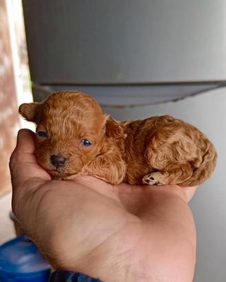 Cuccioli di Barboncino TOY
