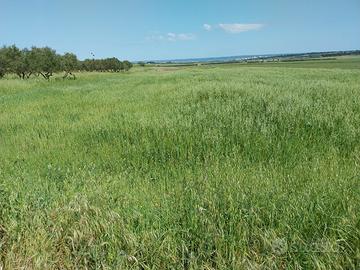 Terreno agricolo SEMINATIVO di MQ 6160