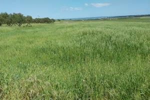 Terreno agricolo SEMINATIVO di MQ 6160