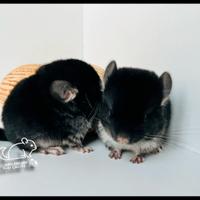 Cincillà cucciolo di Black Pearl