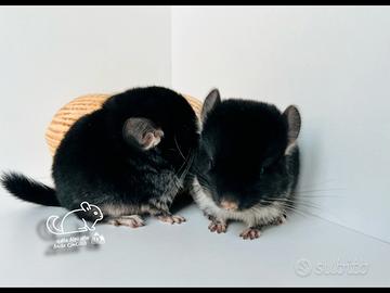 Cincillà cucciolo di Black Pearl