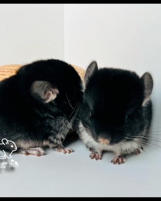 Cincillà cucciolo di Black Pearl