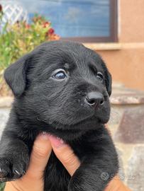 Cucciole di Labrador retriever con Pedigree Enci