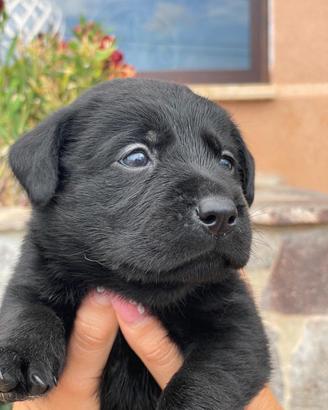 Cucciole di Labrador retriever con Pedigree Enci