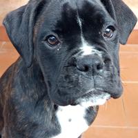 Cucciola di boxer