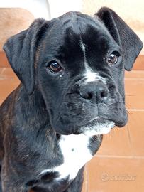 Cucciola di boxer