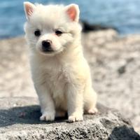 Spitz volpino cucciola due mesi