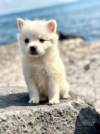 Spitz volpino cucciola due mesi