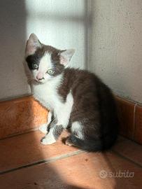 Gattino di 2 mesetti dolcissimo e giocherellone