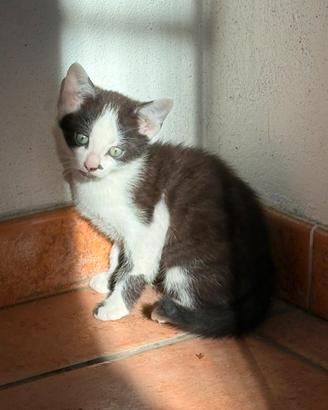 Gattino di 2 mesetti dolcissimo e giocherellone